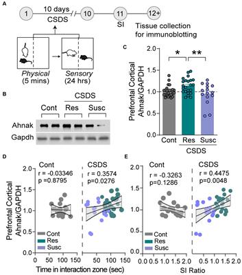 Ahnak in the prefrontal cortex mediates behavioral correlates of stress resilience and rapid antidepressant action in mice